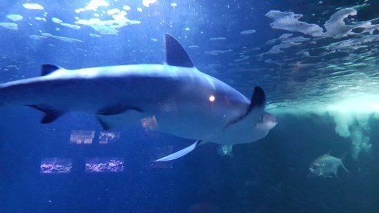 Aquarium d'Amnéville